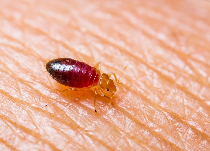 How do I know if there are bed bugs in my mattress? JAE