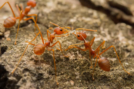 Close up of three fire ants on ground
