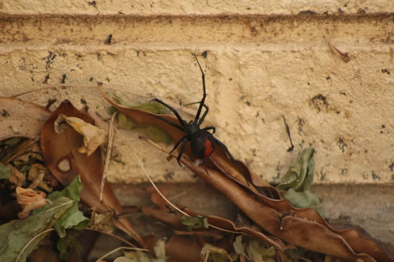 Female Redback Spider outside by wall of house
