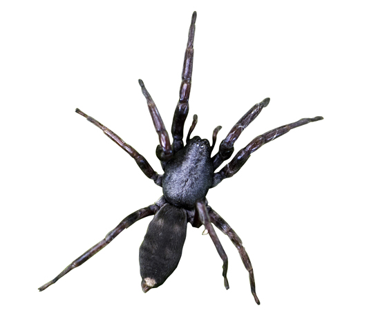 Whitetail Spider on white background
