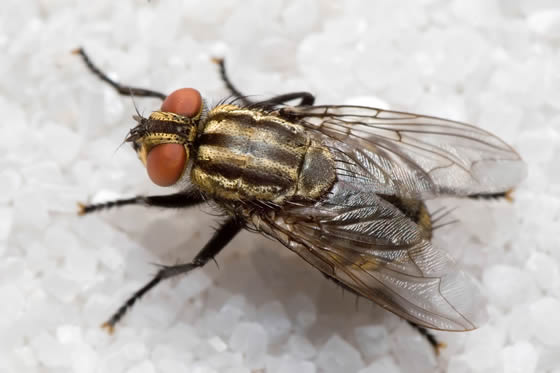 House Flies