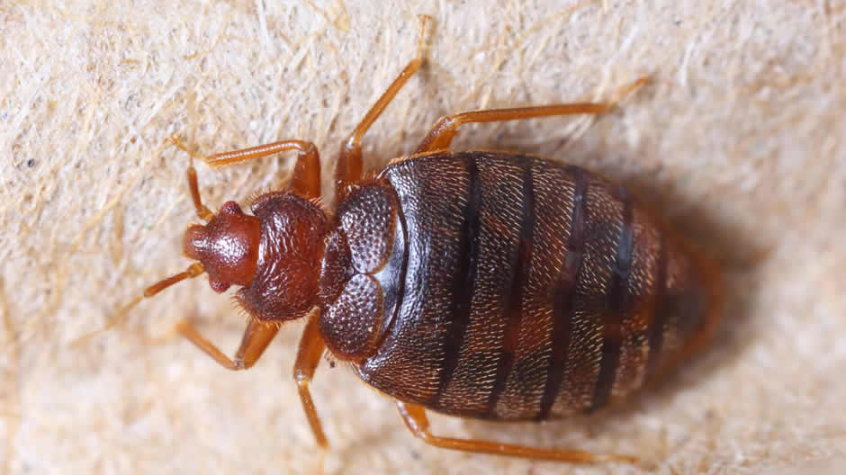 Close up of adult Bed Bug