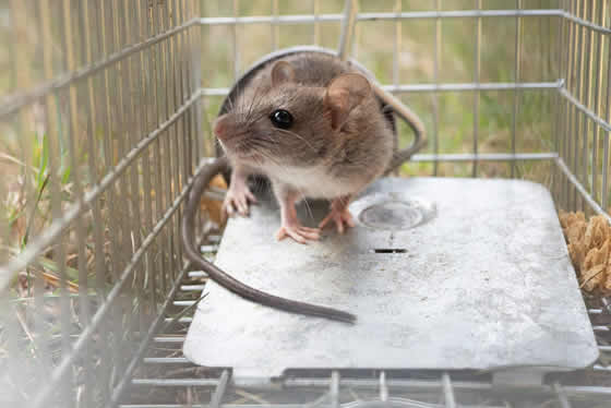 Mouse caught in outside cage trap
