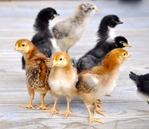 Young chickens