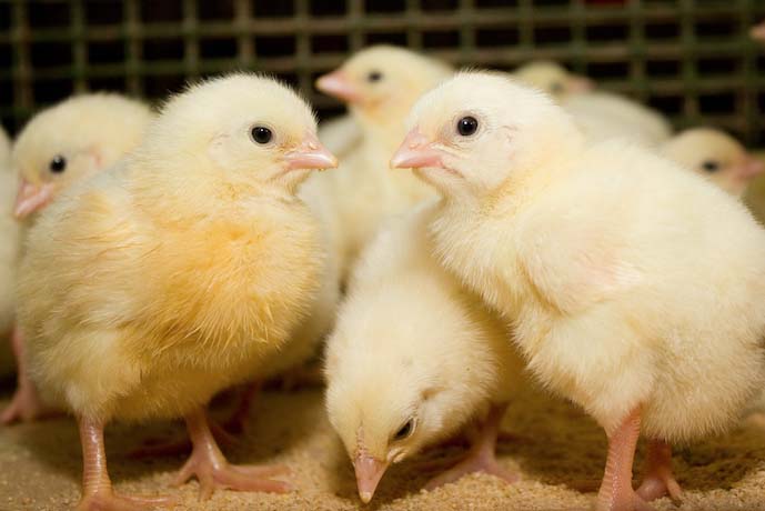 Baby chicks