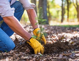 Arbor Day 2022