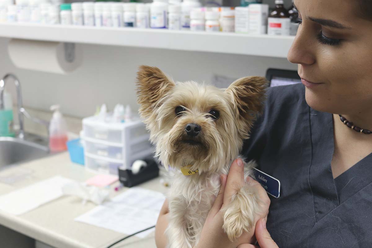 South Arkansas Veterinary Hospital Veterinarian in Arkadelphia, AR