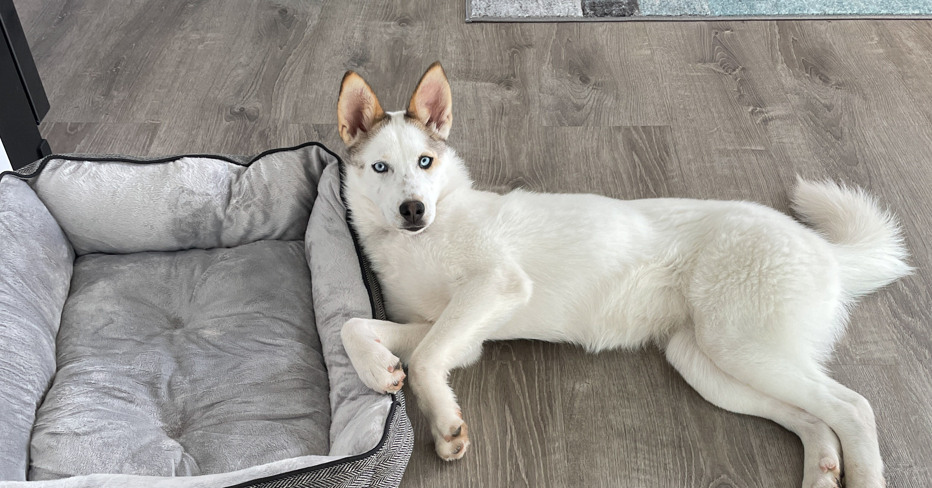 Crossing Paths Animal Rescue Savannah Update