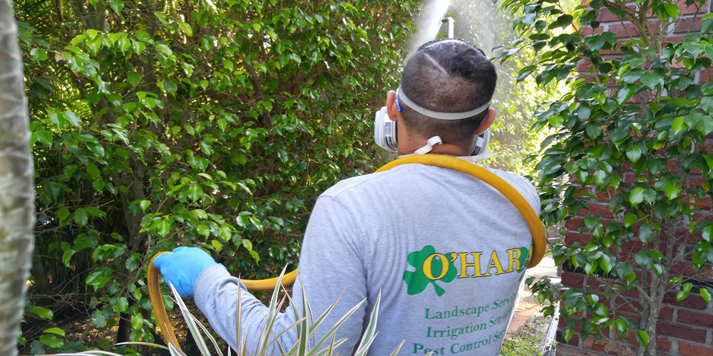 O'Hara Pest Control Bed Bugs Mice and Rodents Removal