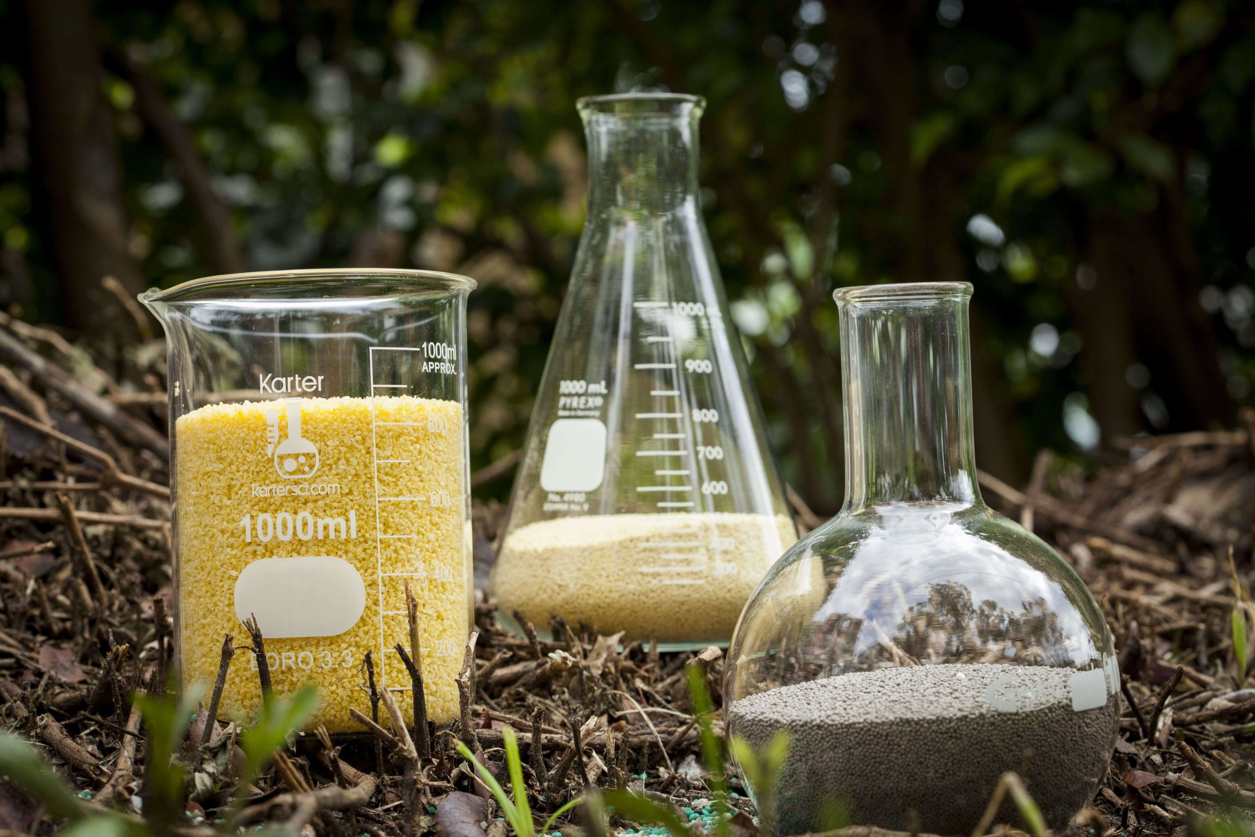 Will Salt Kill a Palm Tree?