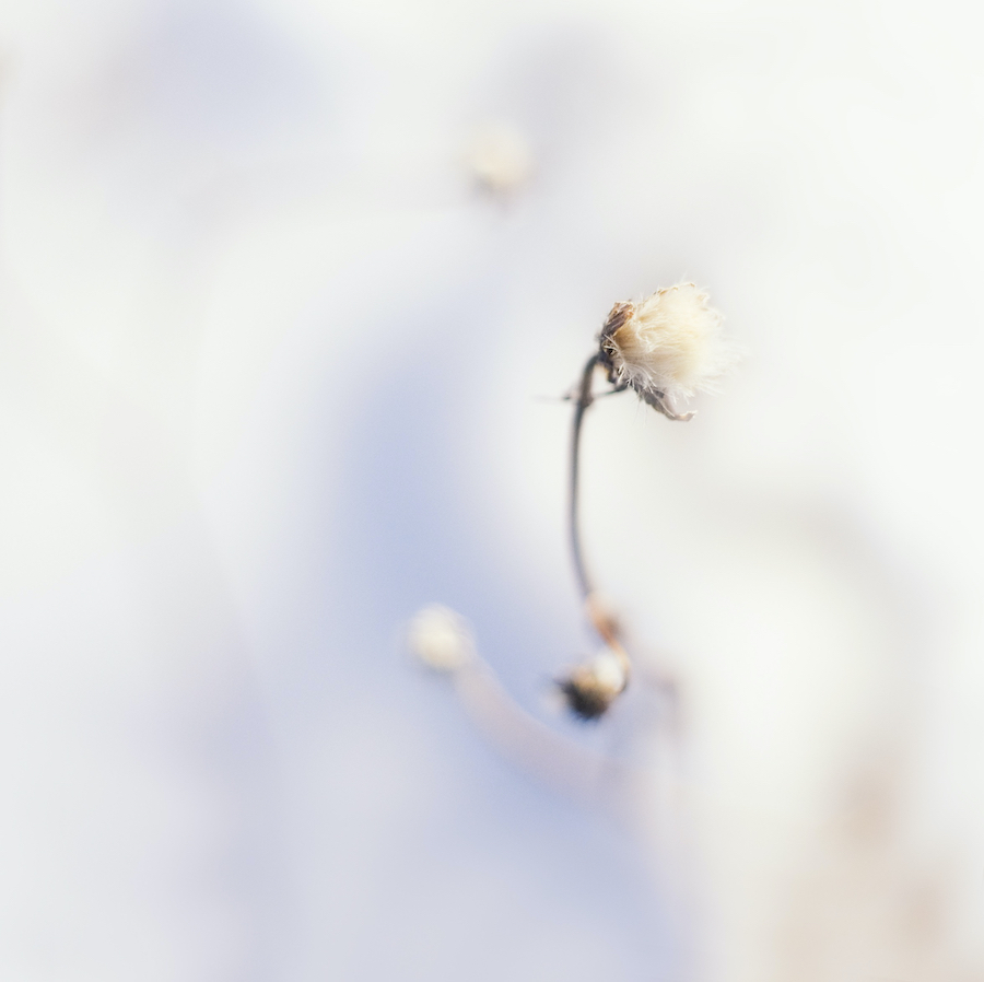 Nature; white flower against blurry background