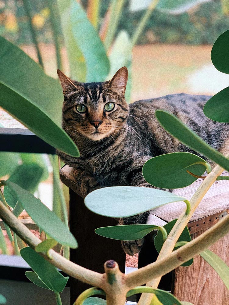 cat in a bush