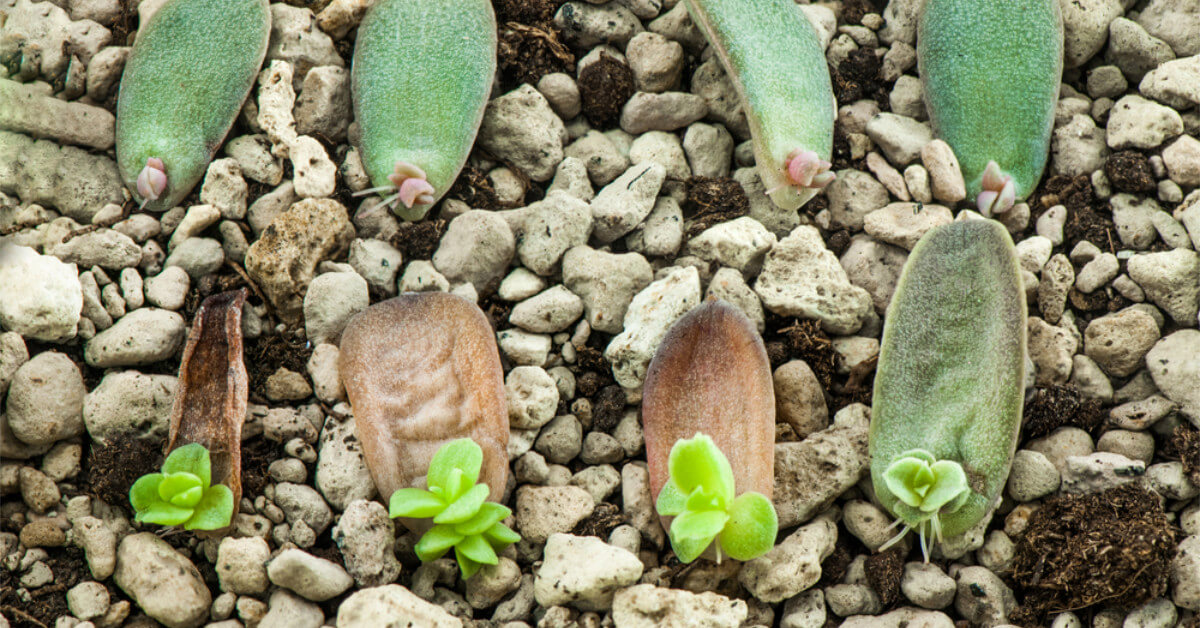 How to Propagate Succulents from Cuttings | Retire Fearless