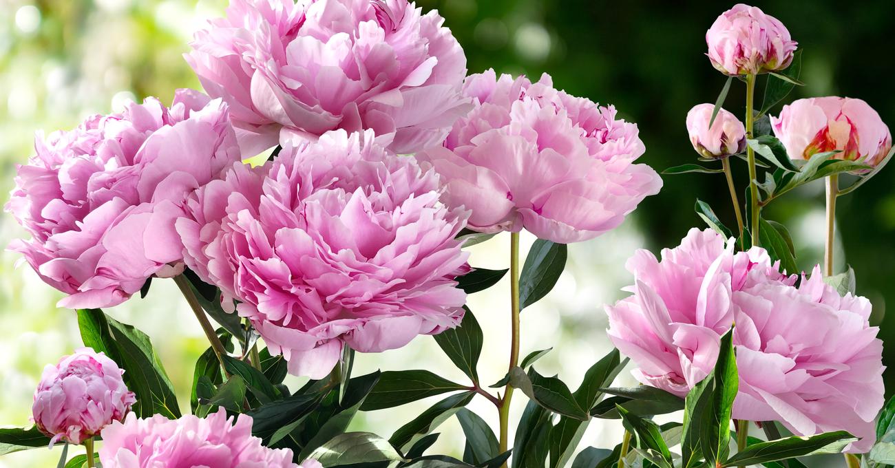 Types of Peonies & How To Choose Retire Fearless