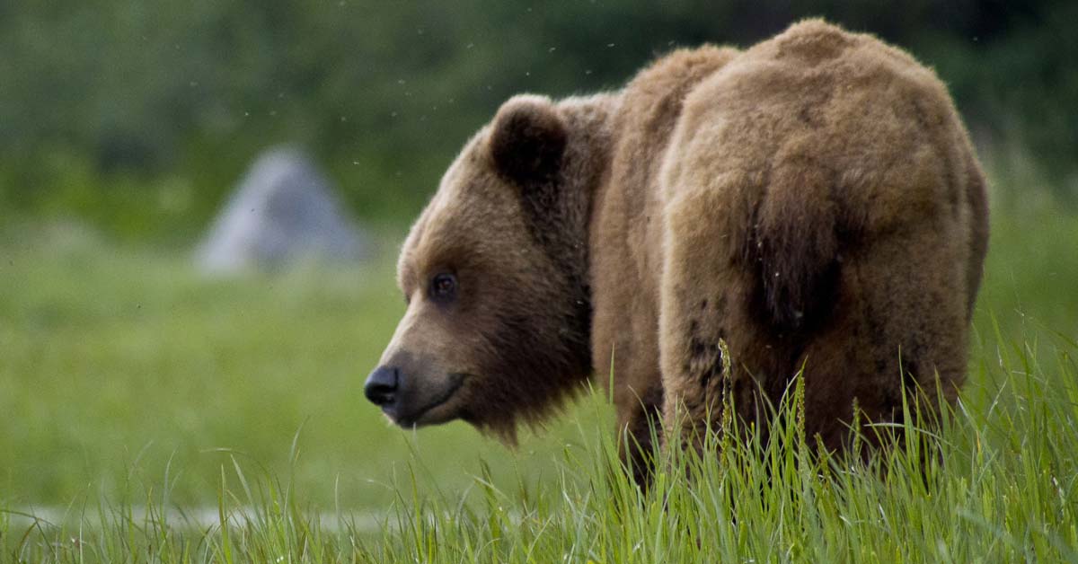 How Much Does A Brown Bear Weigh? | Retire Fearless