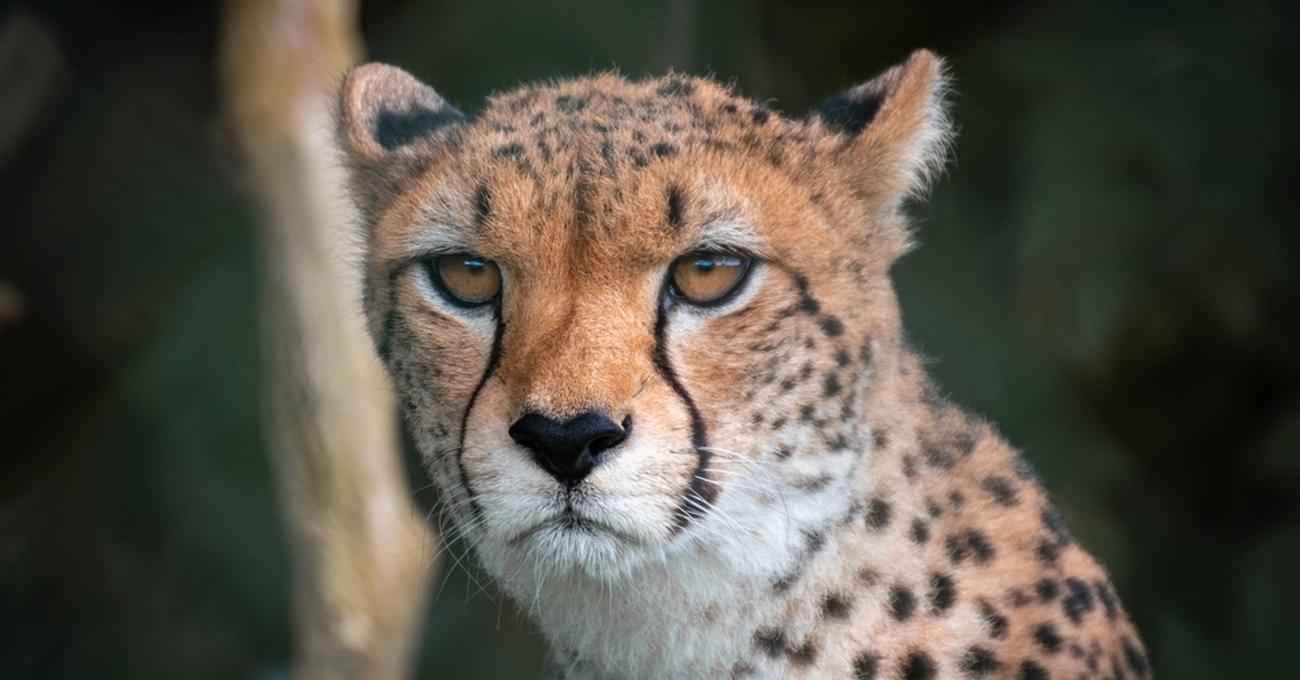 How Much Does a Cheetah Weigh? | Retire Fearless