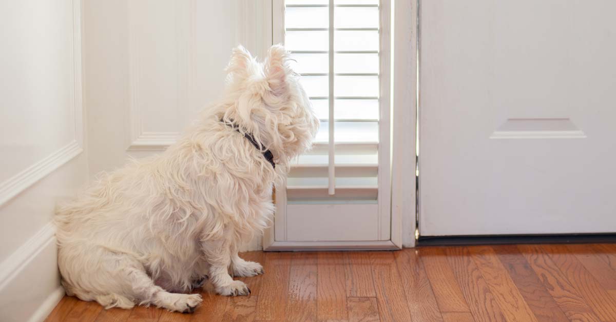 How to Stop a Dog from Chewing on Door Frames Retire Fearless