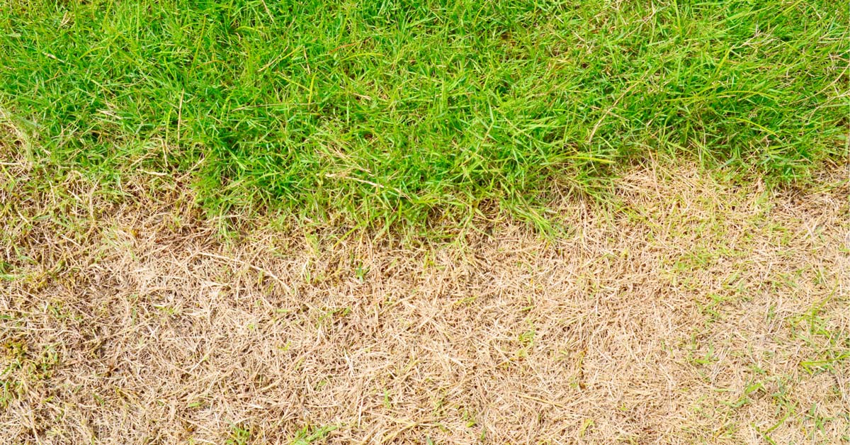 Why Is My Lawn Yellow? Retire Fearless