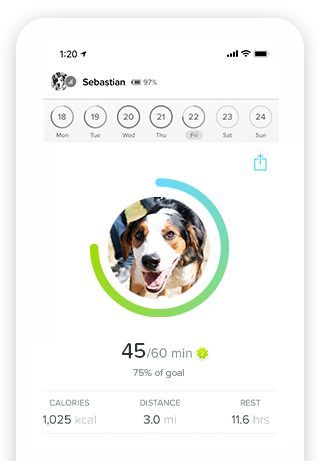 pet location on map