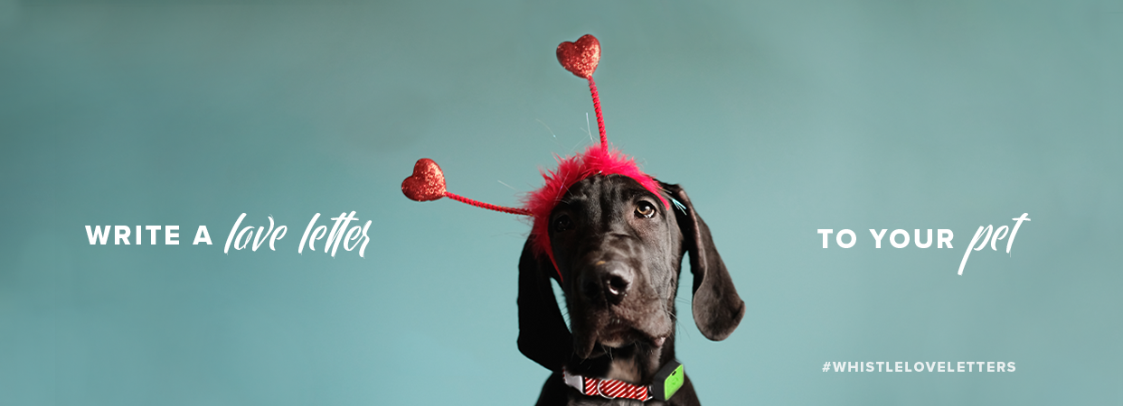 Write a love letter to your pet