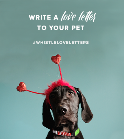 Write a love letter to your pet