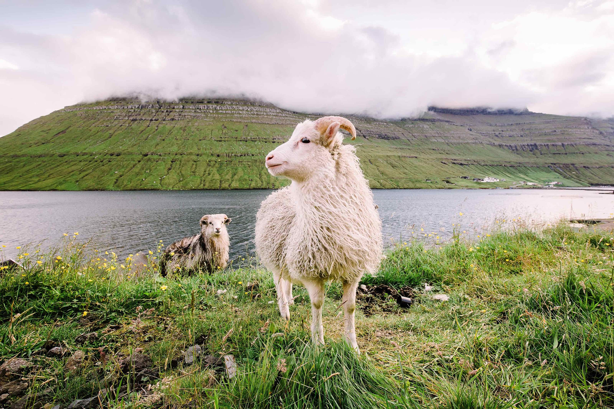 Two sheep standing on a grassy riverbank across from a cloudy mountain