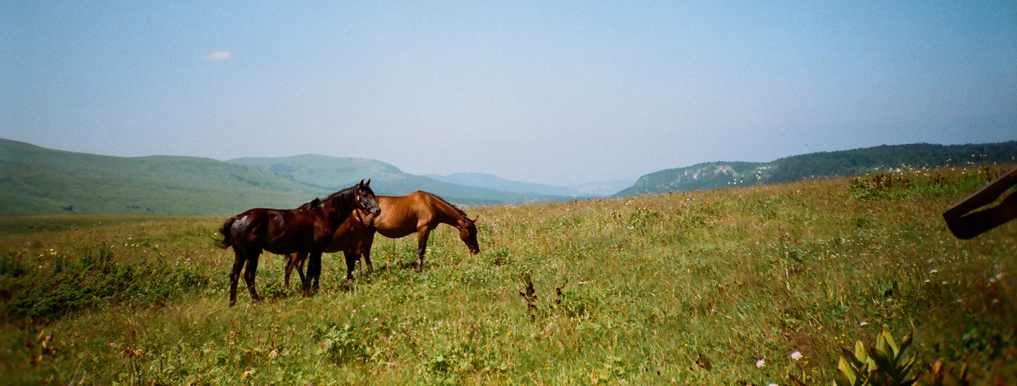 Equestrian Newsletter February 2020