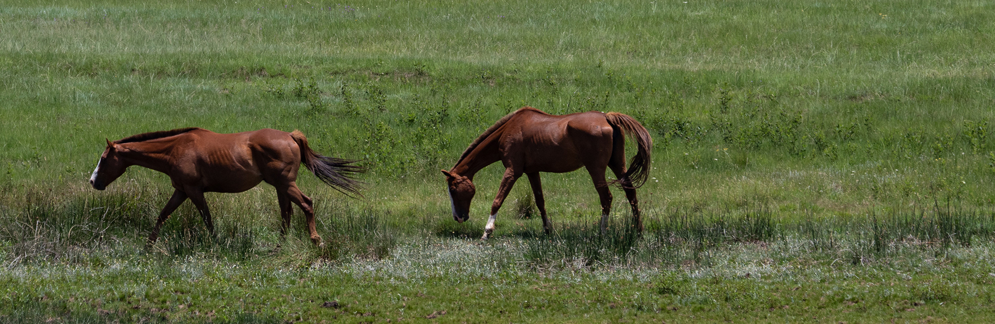 Equestrian Newsletter 6 March 2020