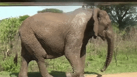 elephant