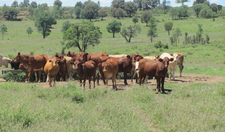 Cattle Goldsborough