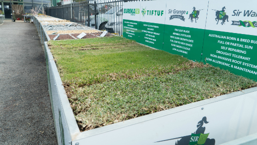 living lawn grass at all green