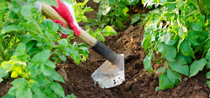 garden hoes
