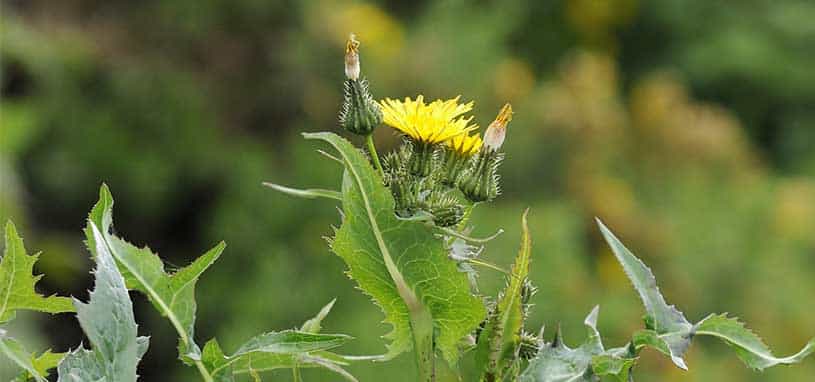 Milk thistle