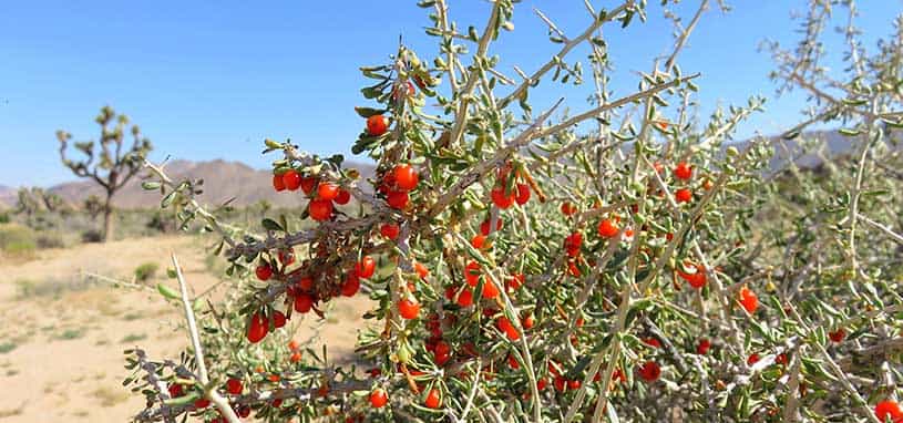 African boxthorn