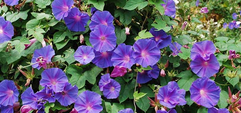 Blue morning glory