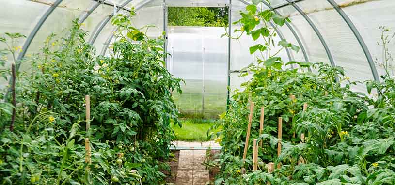 how to build a greenhouse