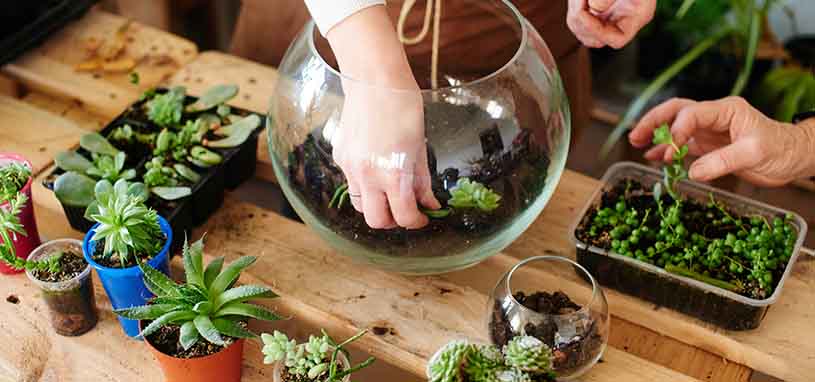 DIY Greenhouse