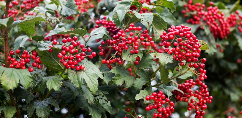 viburnum privacy plant