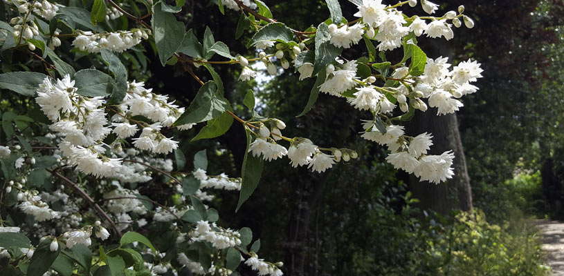 mock orange privacy plant
