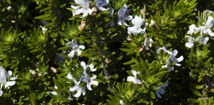 westringia privacy plant
