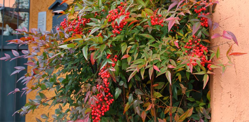 sacred bamboo privacy plant