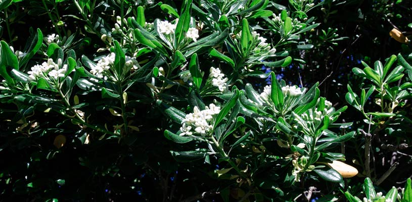 pittosporum privacy plant