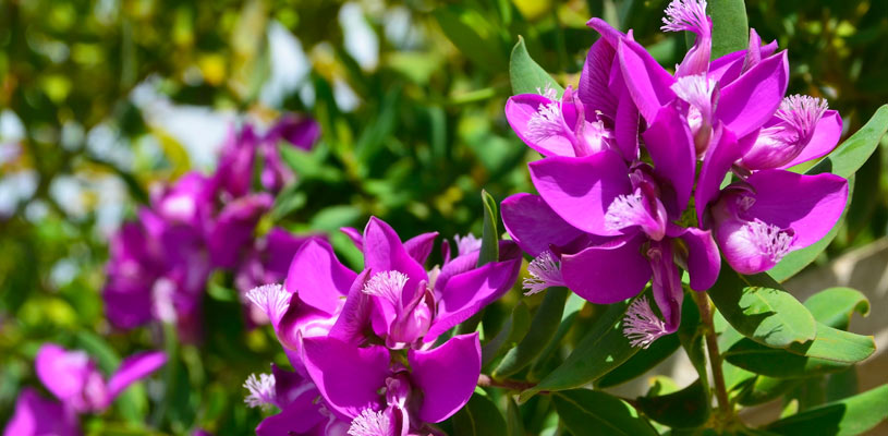 polygala privacy plant