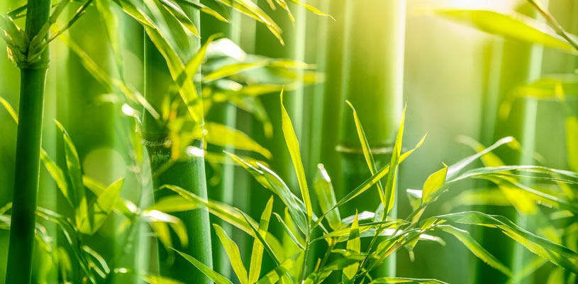 bamboo privacy plant