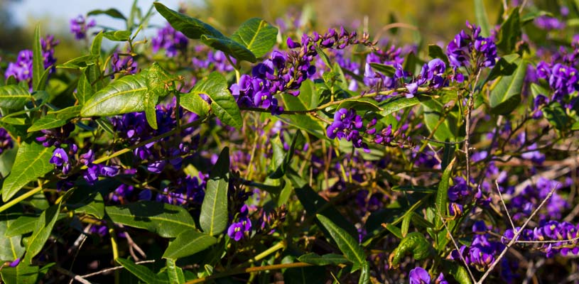climbers privacy plant