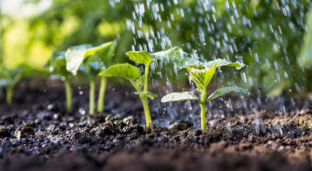 planting