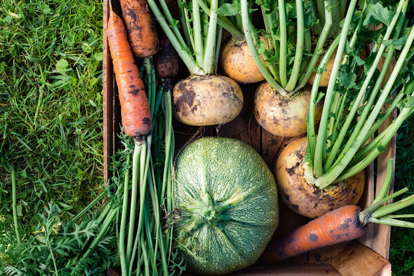 planting vegetables own produce