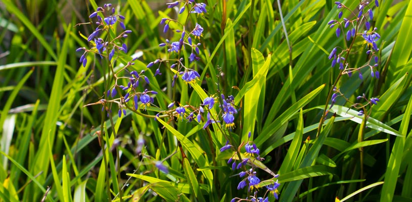 Stampede Flax Lily Daniella Caeruela