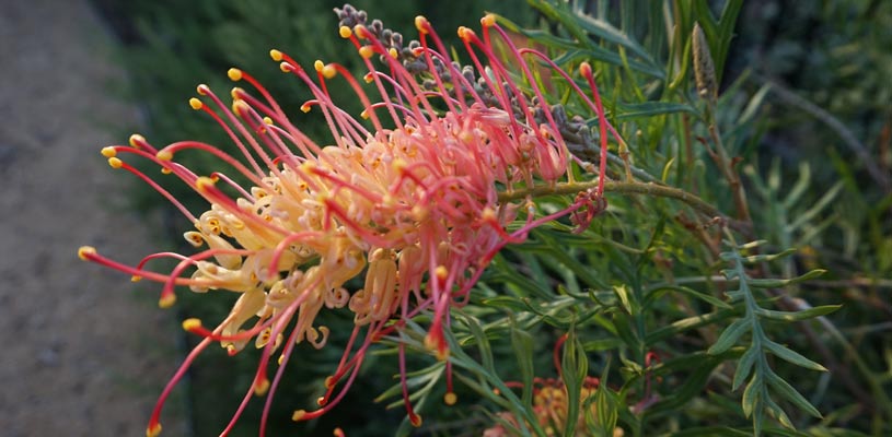 Grevillia Fireworks Grevillea alpina