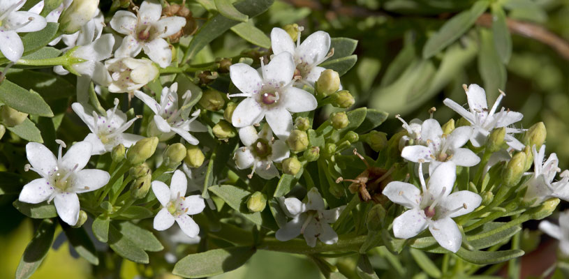 Creeping Boobialla Myoporum Parvifolium